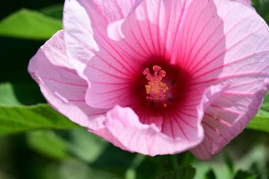 Yumuşak desenli parlak amber yaprakları