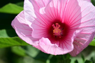 Yumuşak desenli parlak amber yaprakları