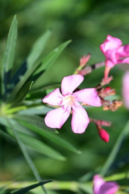 Yazın bahçedeki güzel çiçekleri kapat.