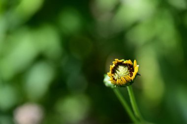 Bahçede güzel çiçekler, çiçek arkaplanı 