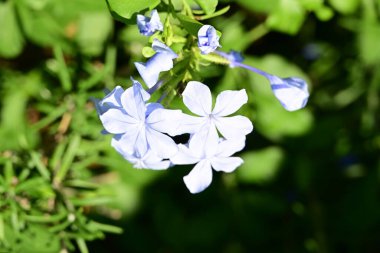 Yazın bahçedeki güzel çiçekleri kapat.