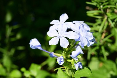 Yazın bahçedeki güzel çiçekleri kapat.