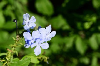 Yazın bahçedeki güzel çiçekleri kapat.