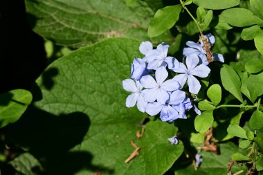 Yazın bahçedeki güzel çiçekleri kapat.
