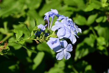 Yazın bahçedeki güzel çiçekleri kapat.