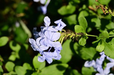 Yazın bahçedeki güzel çiçekleri kapat.