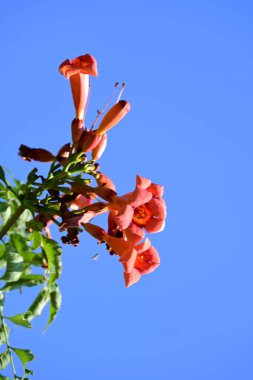 Yazın bahçedeki güzel çiçekleri kapat.