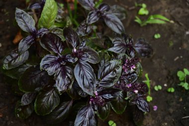 Bahçe manzarasında mor fesleğen 