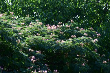 Manzaralı bahçede açan güzel yaz çiçeklerinin yakın görüntüsü.          
