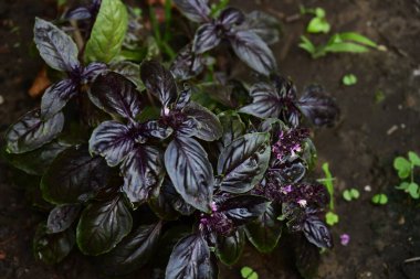 Bahçe manzarasında mor fesleğen 