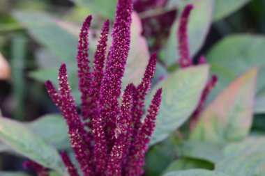 Yazın bahçedeki güzel çiçekleri kapat.