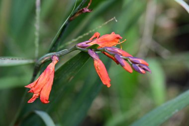 Yazın bahçedeki güzel çiçekleri kapat.