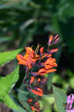 Yazın bahçedeki güzel çiçekleri kapat.