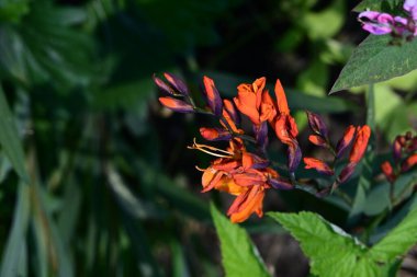 Yazın bahçedeki güzel çiçekleri kapat.