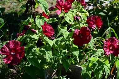 Bahçedeki güzel çiçekler çiçek tarhında 