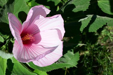 pembe hibiscus çiçek kadar yakın 
