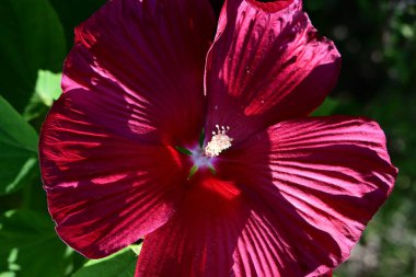 Bahçedeki kırmızı amber çiçeği 