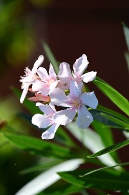 Bahçedeki güzel çiçekler çiçek tarhında 