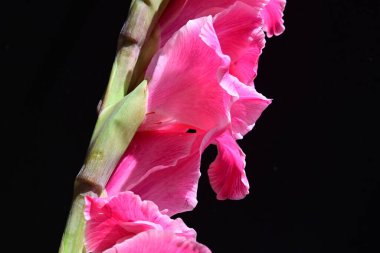 Güzel pembe gladiolus çiçekleri, yakın görüş