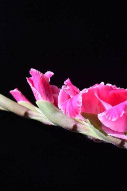 Güzel pembe gladiolus çiçekleri, yakın görüş
