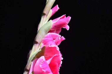 Güzel pembe gladiolus çiçekleri, yakın görüş