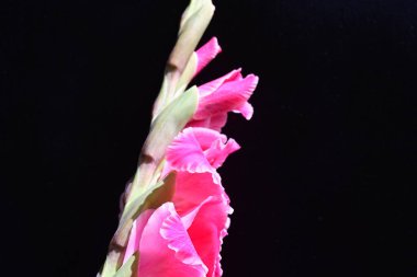 Güzel pembe gladiolus çiçekleri, yakın görüş