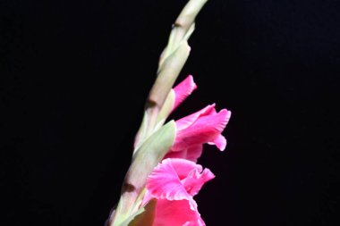 Güzel pembe gladiolus çiçekleri, yakın görüş