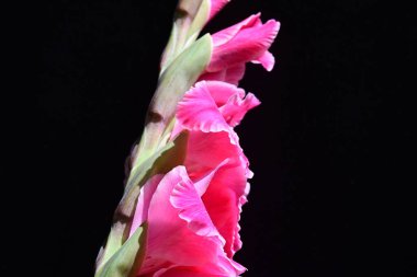 Güzel pembe gladiolus çiçekleri, yakın görüş