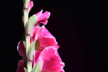 Güzel pembe gladiolus çiçekleri, yakın görüş