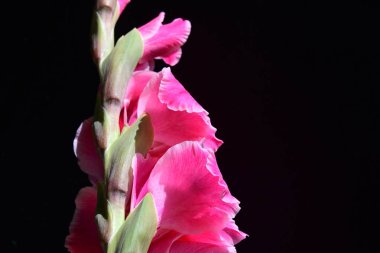 Güzel pembe gladiolus çiçekleri, yakın görüş