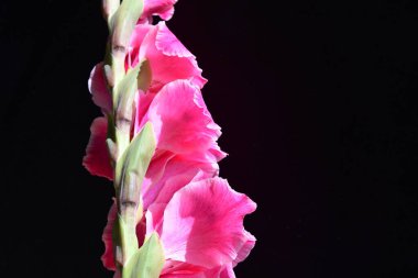 Güzel pembe gladiolus çiçekleri, yakın görüş