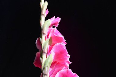 Güzel pembe gladiolus çiçekleri, yakın görüş