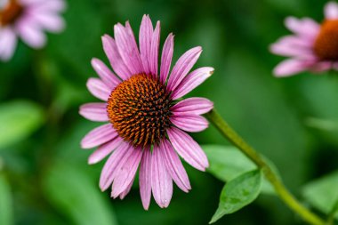 Bahçedeki güzel çiçekler çiçek tarhında 