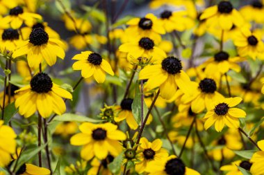Bahçedeki güzel çiçekler çiçek tarhında 