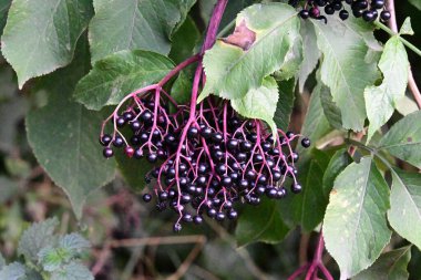 Çalı üzerinde olgun siyah mürver, yakın 