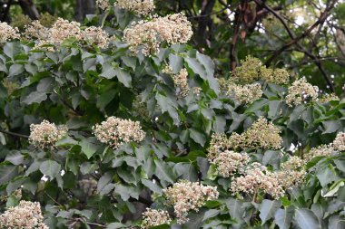Yaz parkındaki güzel çiçekleri kapat.