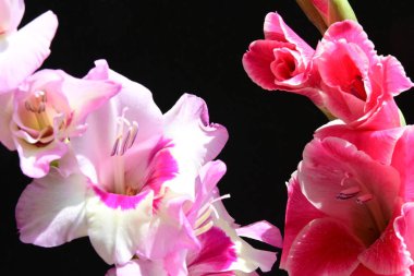 Yaz bitkisi. Siyah arkaplanda Gladiolus çiçekleri 