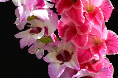 Siyah arkaplanda izole edilmiş gladiolus çiçekleri 