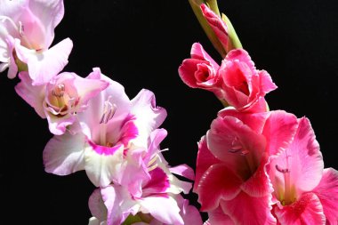 Siyah arkaplanda izole edilmiş gladiolus çiçekleri 