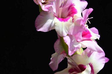 Siyah arkaplanda izole edilmiş gladiolus çiçekleri 