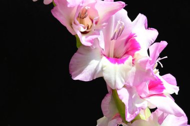 Siyah arkaplanda izole edilmiş gladiolus çiçekleri 