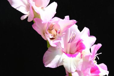 Siyah arkaplanda izole edilmiş gladiolus çiçekleri 