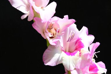 Siyah arkaplanda izole edilmiş gladiolus çiçekleri 