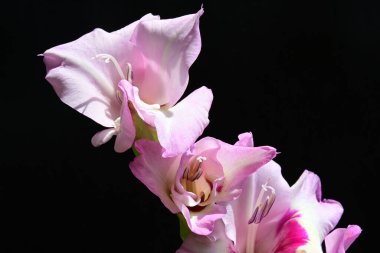 Siyah arkaplanda izole edilmiş gladiolus çiçekleri 