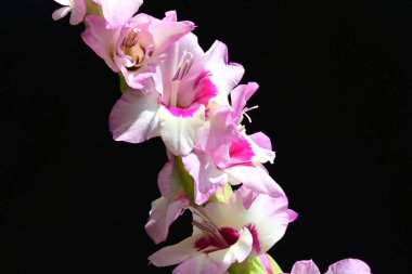 Siyah arkaplanda izole edilmiş gladiolus çiçekleri 