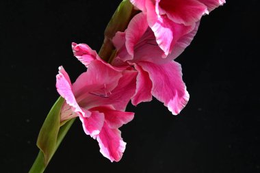Siyah arkaplanda izole edilmiş gladiolus çiçekleri 