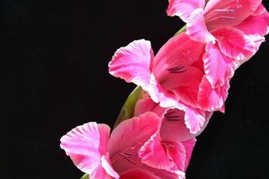 Siyah arkaplanda izole edilmiş gladiolus çiçekleri 