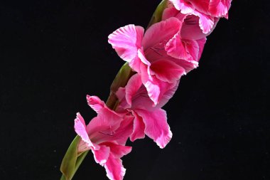 Siyah arkaplanda izole edilmiş gladiolus çiçekleri 