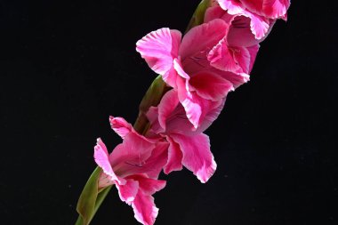 Siyah arkaplanda izole edilmiş gladiolus çiçekleri 