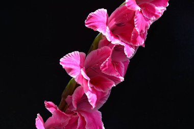 Siyah arkaplanda izole edilmiş gladiolus çiçekleri 